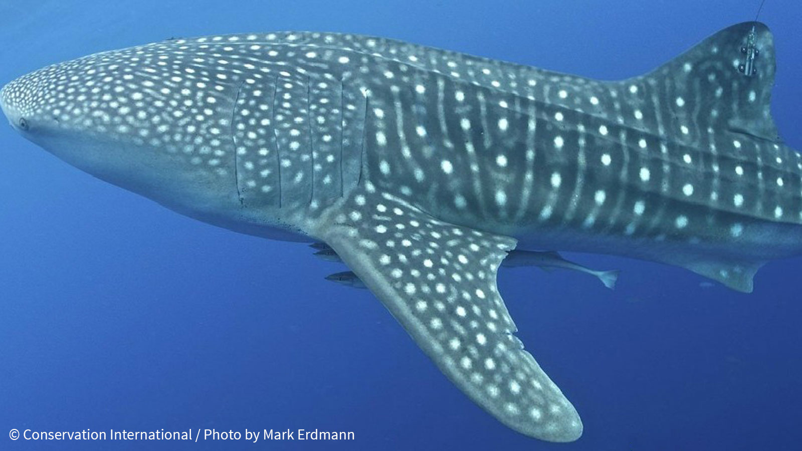 Whale shark after satellite tagging